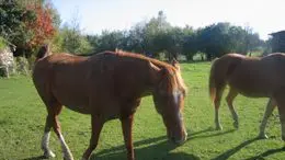 circuit du préjadis à Séreilhac_3