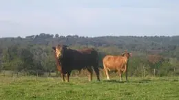 circuit du préjadis à Séreilhac_4