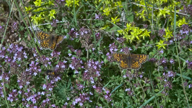 Circuit de la Serpentine_2