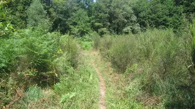 Circuit la randonnade de Cognac-la-Forêt_2