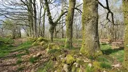 Circuit entre cimas e combas à cognac la forêt_1