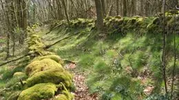 circuit entre cimas e combas à cognac la foret_2