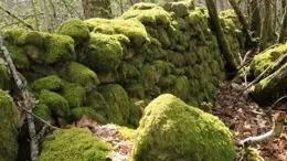 Circuit lo charbé à cognac la foret_1