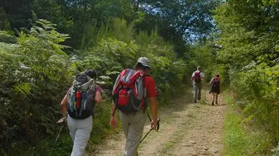 Sentier de la forêt des loges_1
