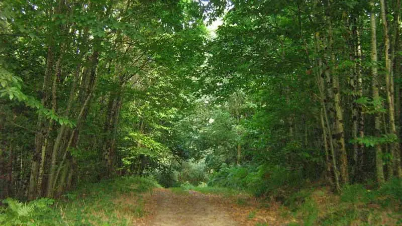 Sentier Les Chevreuils_2