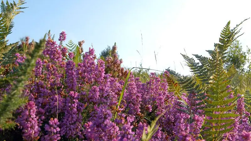 Sentier des bergers et tuiliers_4