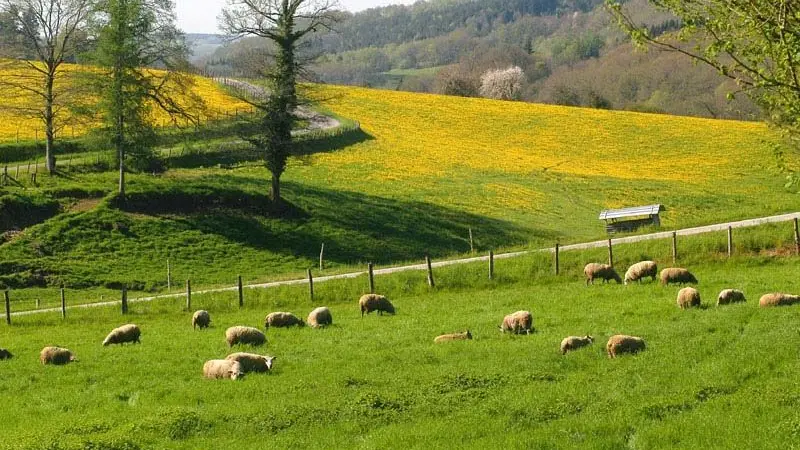 Randonnée des vieux chênes_2