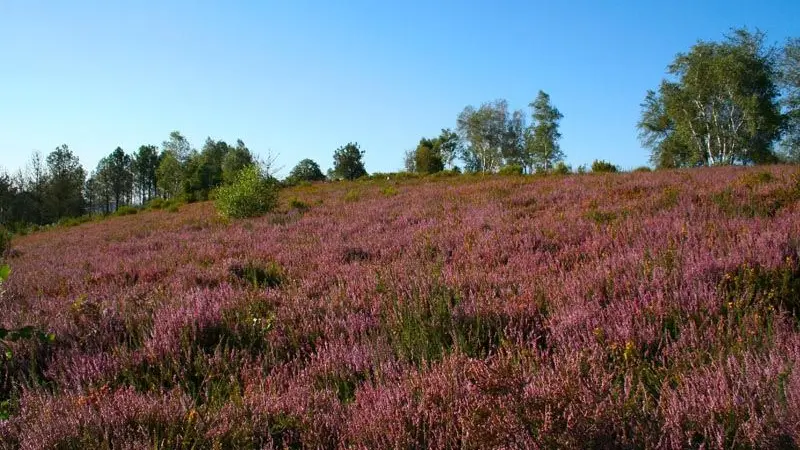 Circuit de la lande de Frochet_2