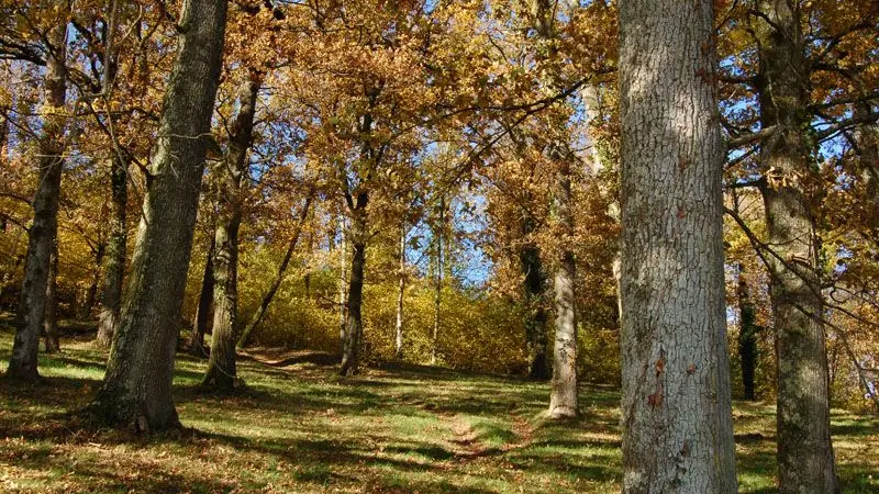 Sentier Le Bois du Curé et des mille Diables_1