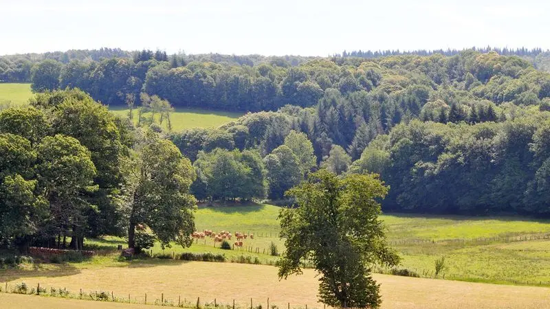 Sentier Le Bois du Curé et des mille Diables_5