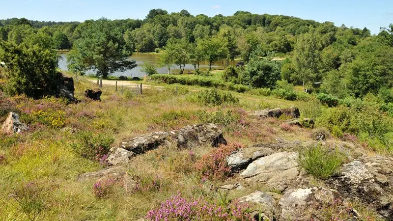 Chemin des Hêtres_4