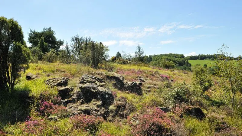 Chemin des Hêtres_5