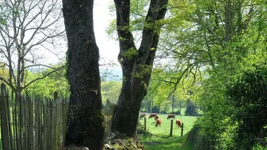 Chemin de Soumagnas_6