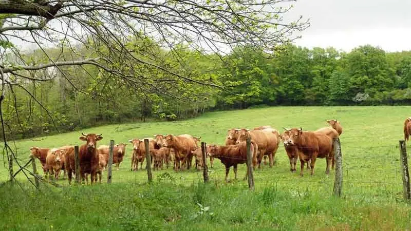 Circuit Les Ramiers - les Millefeuilles_1