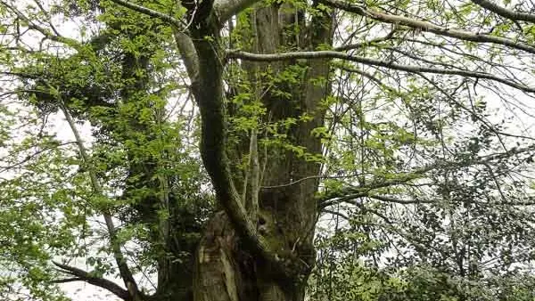 Circuit Les Ramiers - les Millefeuilles_2