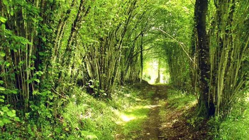 Circuit des mines d'or de la forêt de Champ Vert_2