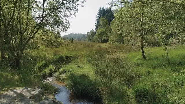 Tourbière des Dauges_1