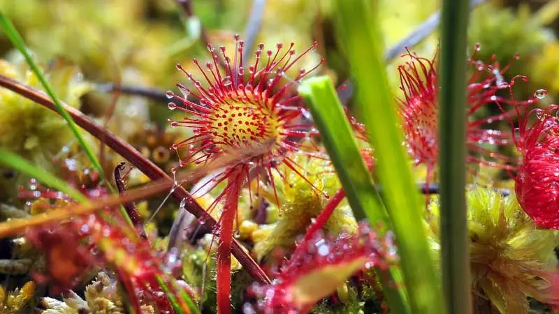 Drosera_3