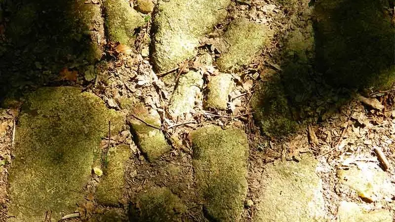 Histoire et Nature_4