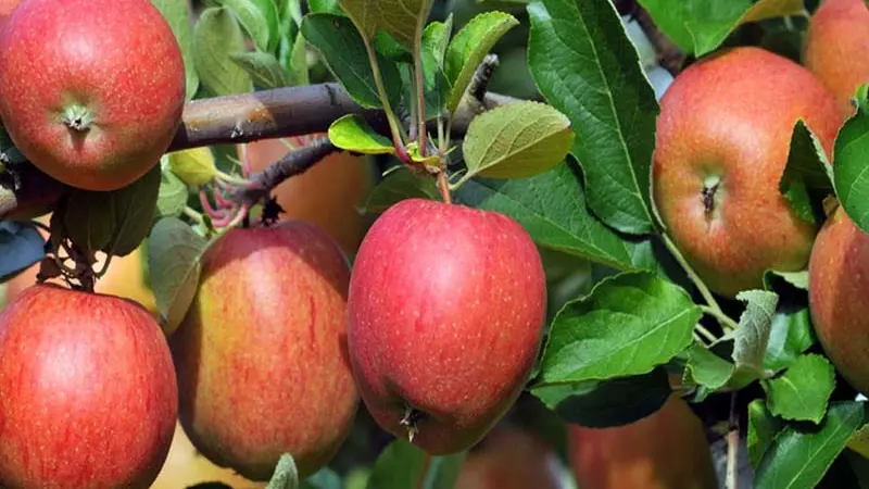 Pêcheries Oubliées_2