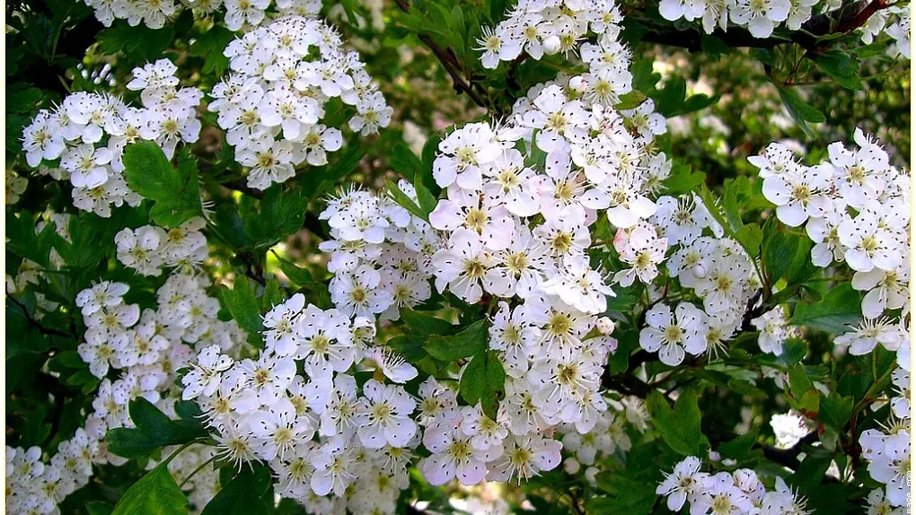 Sentier de l'aubépine_1