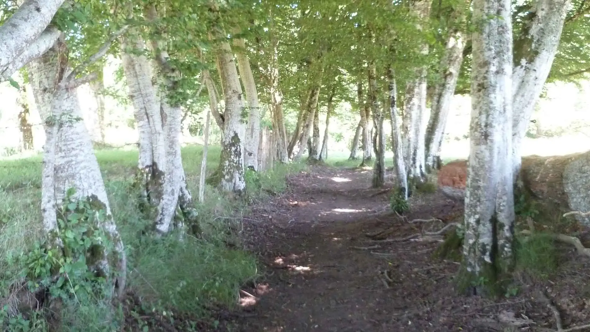 Les sentiers de Meilhac_2