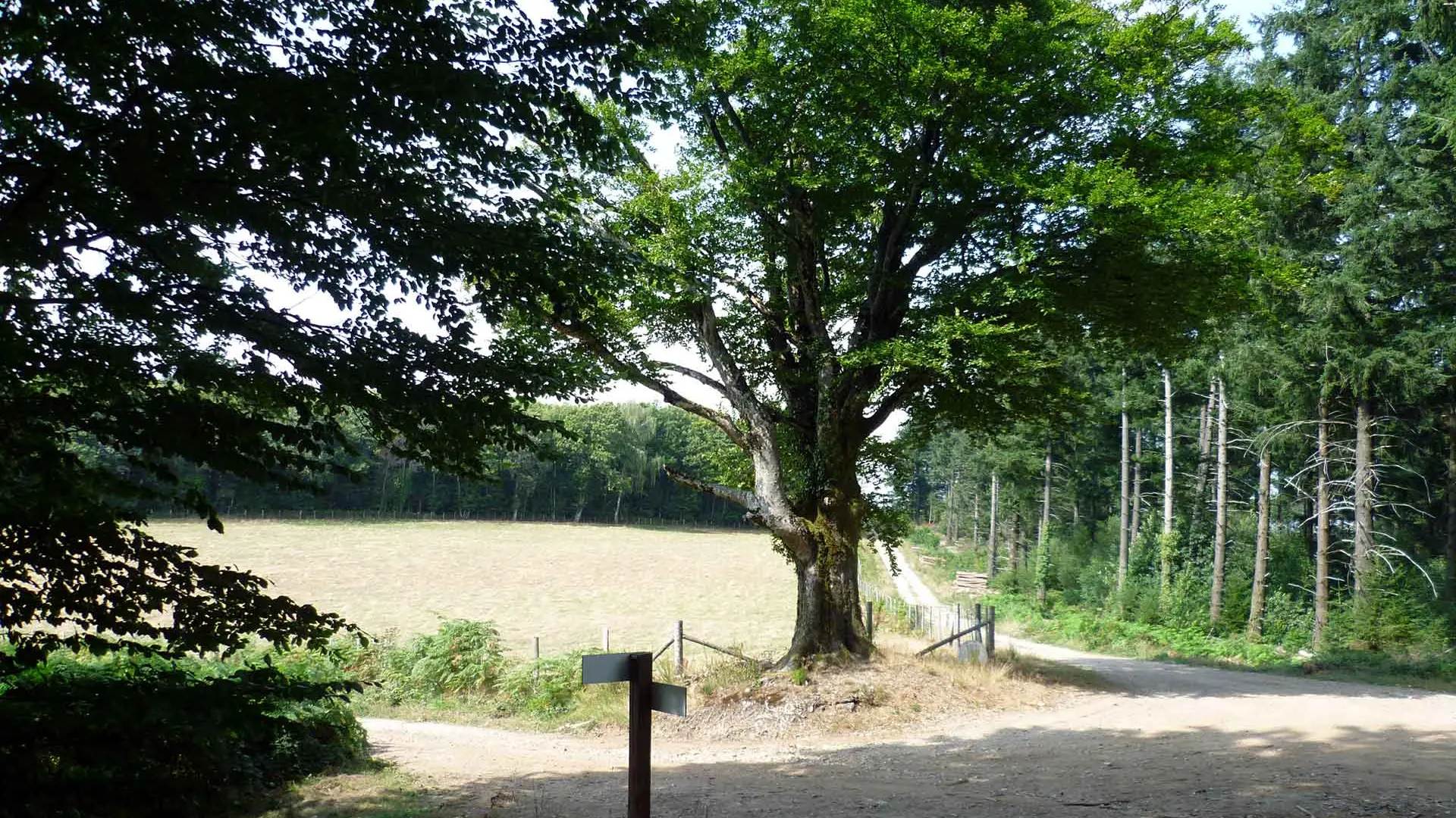 Chemin de Sussac au Mont Gargan_3