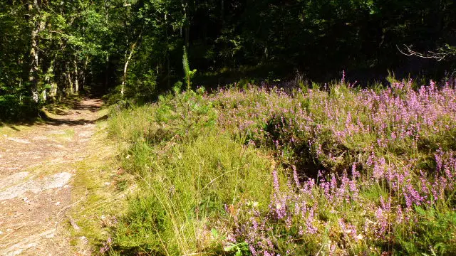 Chemins sur le circuit de Silord à Razés_1