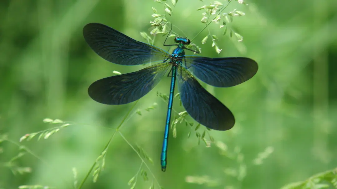 Sentier des bergères_2