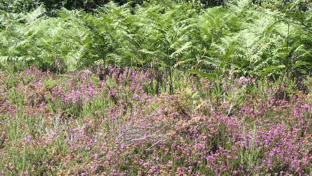 Sentier des bergères_5