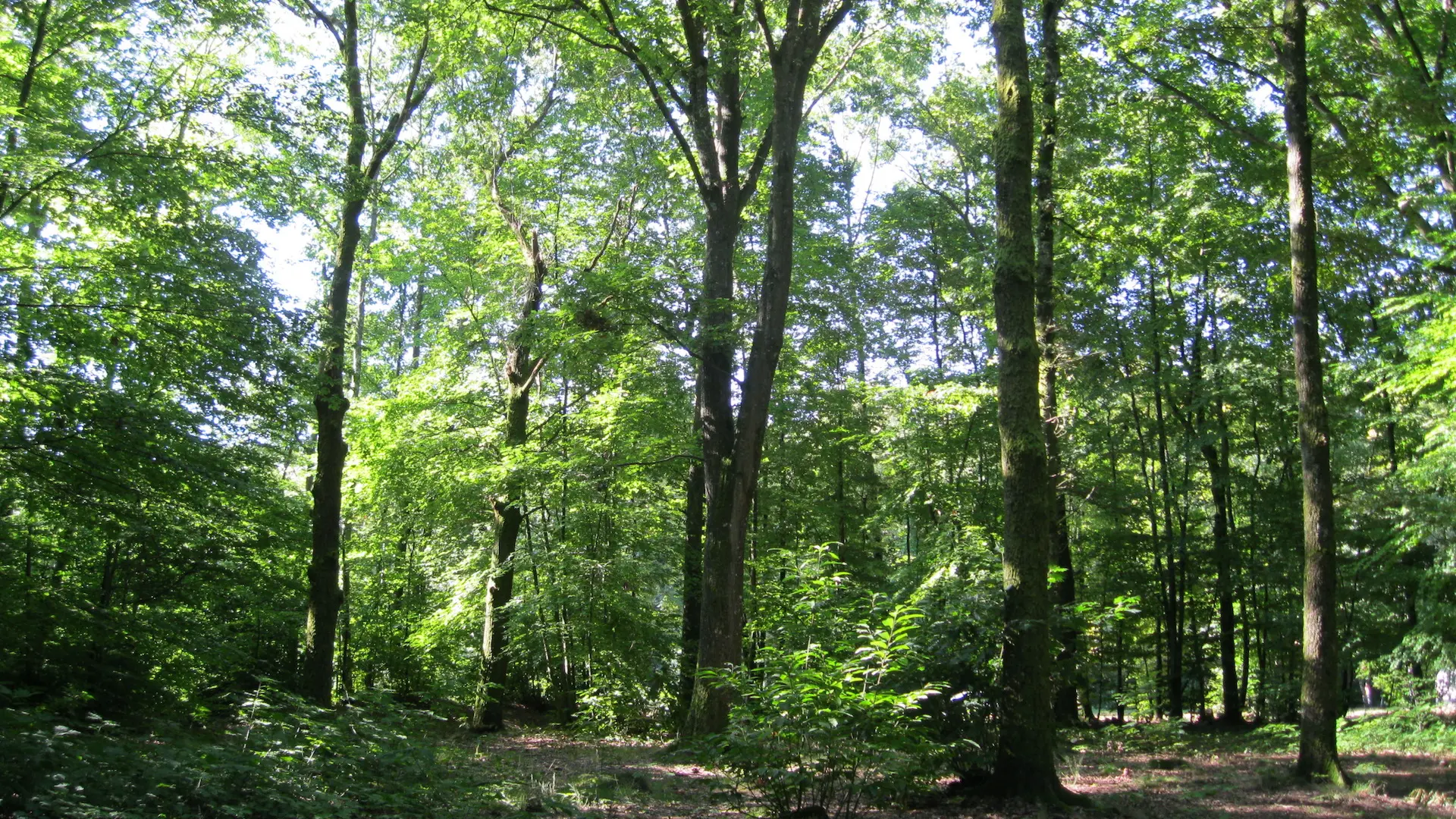 Sentier Bastide-Uzurat_5