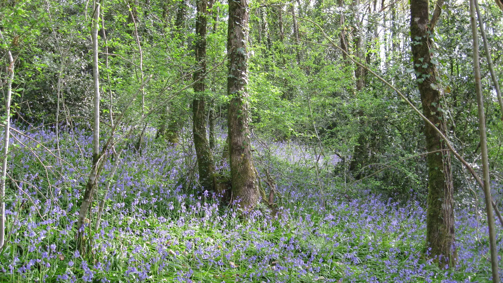 Liaison parc du Mas-Jambost - Bois des Vaseix_6