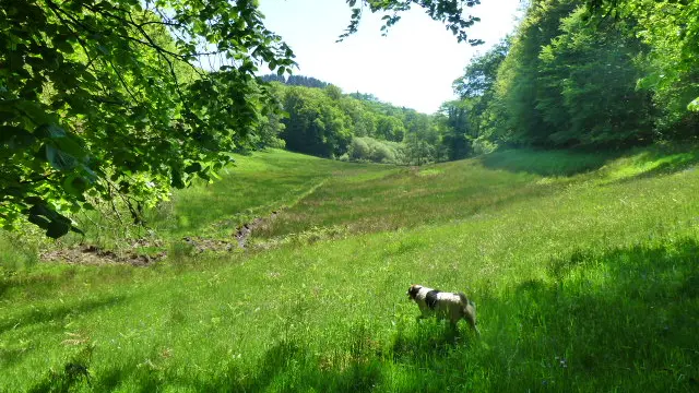 La balade du Grand murin_1