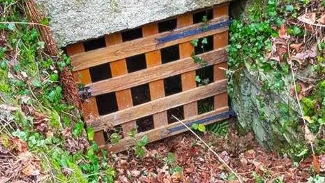 Sentier de la forêt_5