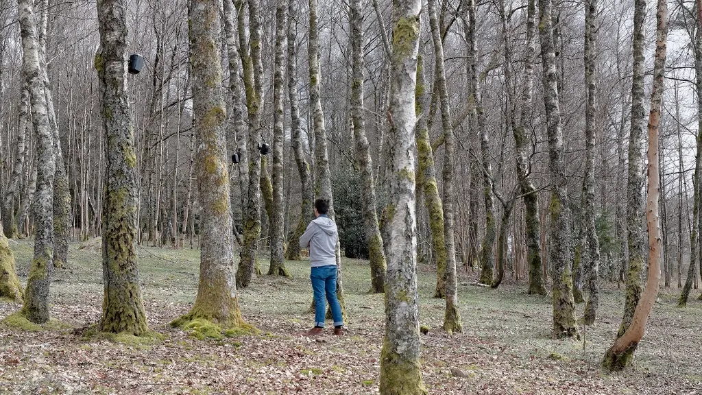 Bois de sculptures de l'Ile de Vassivière_1