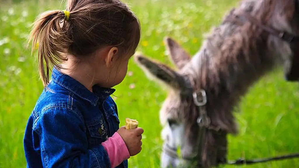 Yourtes de la Ferme des Anes de Vassivière_10