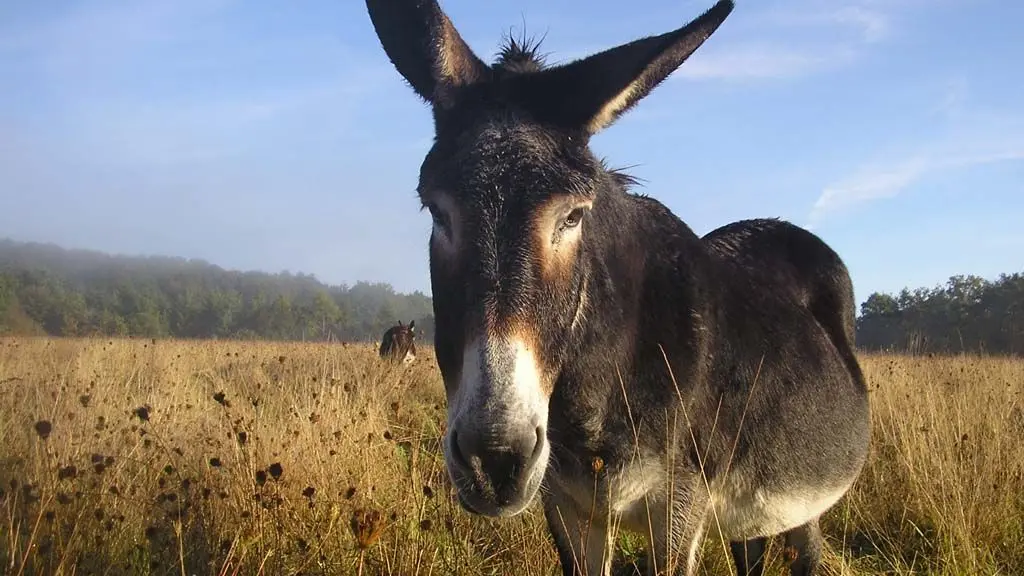 Yourtes de la Ferme des Anes de Vassivière_13