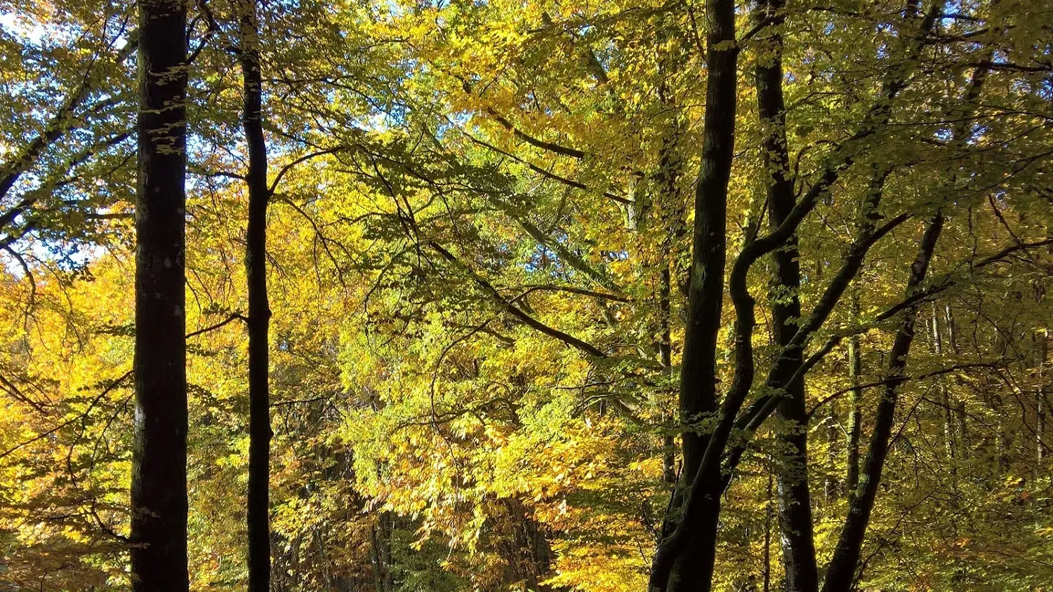 Base Uni'Vert Trail des Monts d'Ambazac - Le sentier de l'Ermite_2
