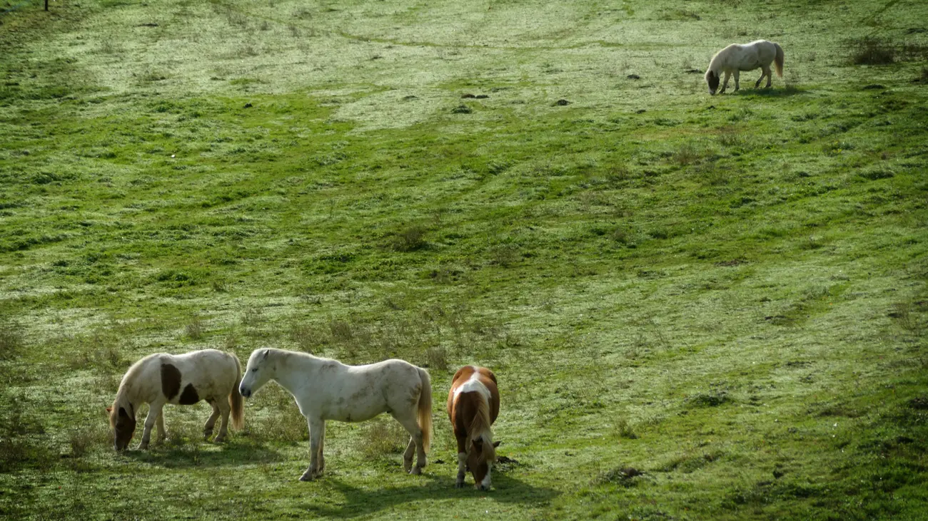 Base Uni'Vert Trail des Monts d'Ambazac - Le sentier des bonshommes_2