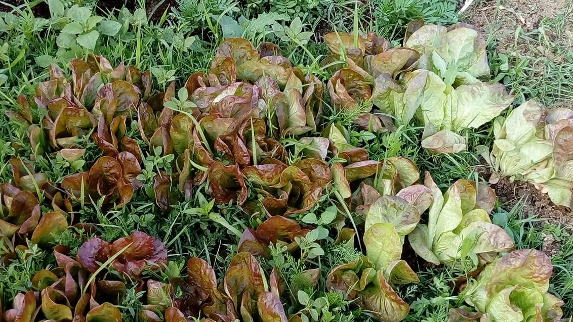 Plants de légumes