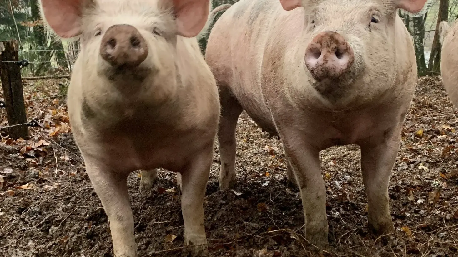 LA FERME DE LAGEAS HAUTE_1