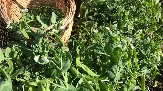 Les légumes de Legaud_5