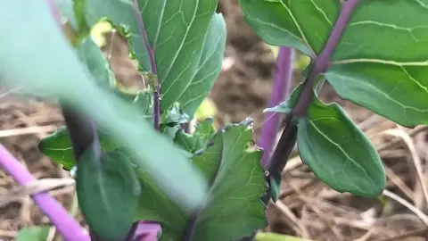 Les légumes de Legaud_2