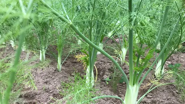 Les légumes de Legaud_3