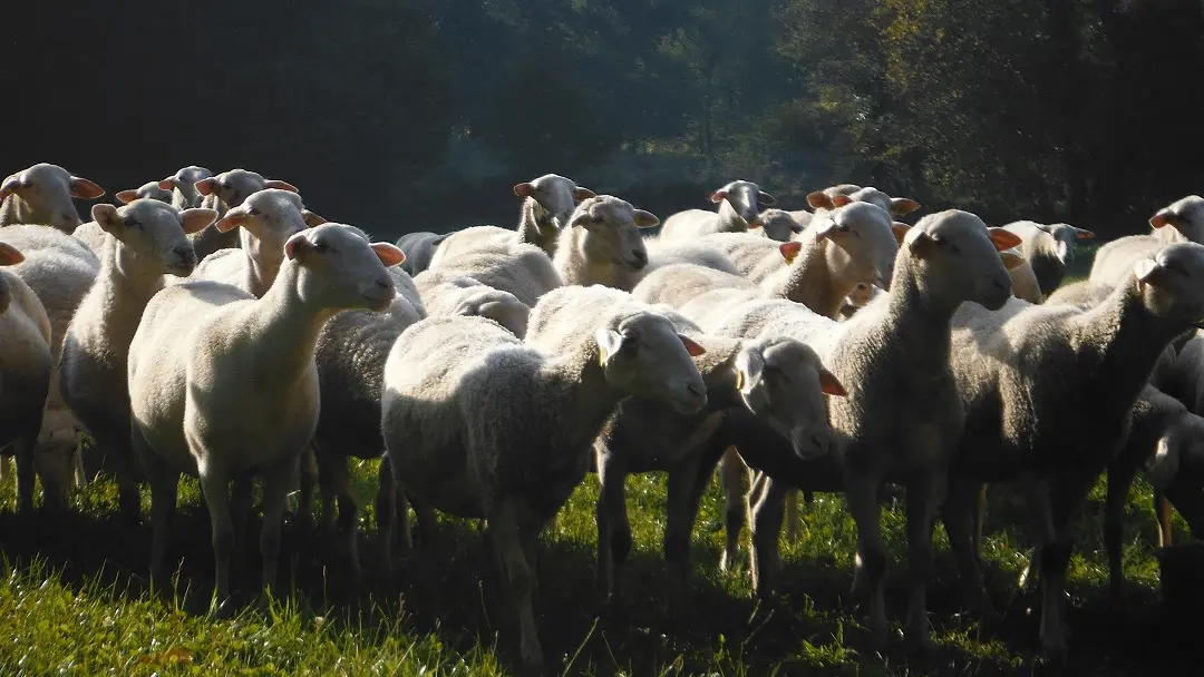 Brebis laitières, porcs plein air et céréales - Famille FHAL_1