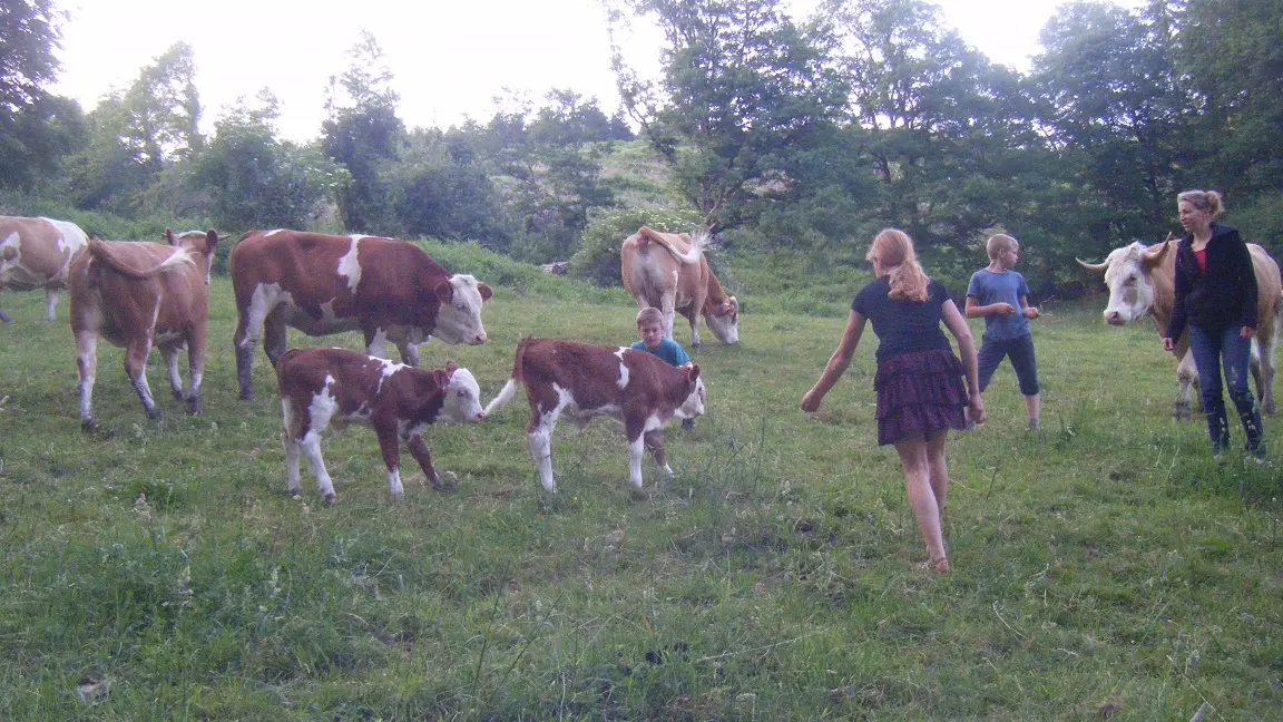 Brebis laitières, porcs plein air et céréales - Famille FHAL_2