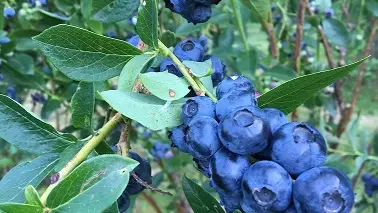 Myrtilles et petits fruits, les Vergers de Claud_1