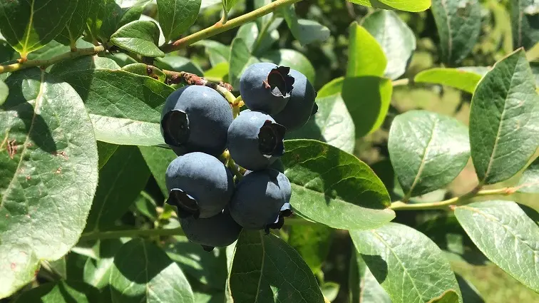 Myrtilles et petits fruits, les Vergers de Claud_2