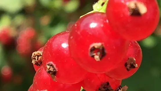 Myrtilles et petits fruits, les Vergers de Claud_3