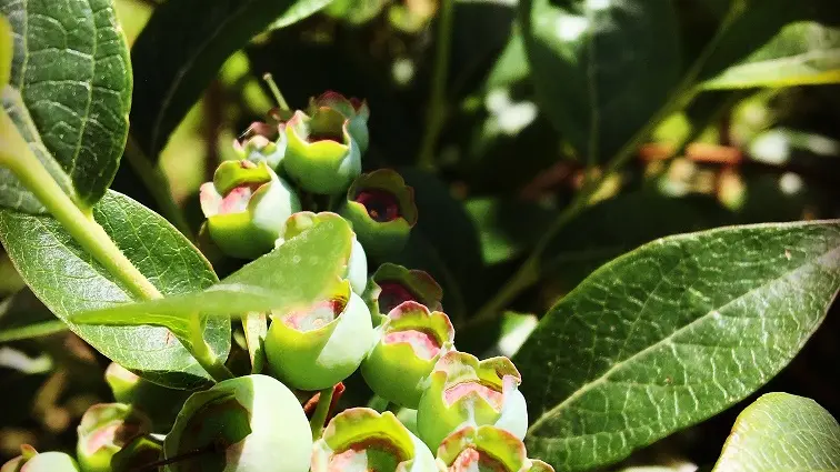 Myrtilles et petits fruits, les Vergers de Claud_5